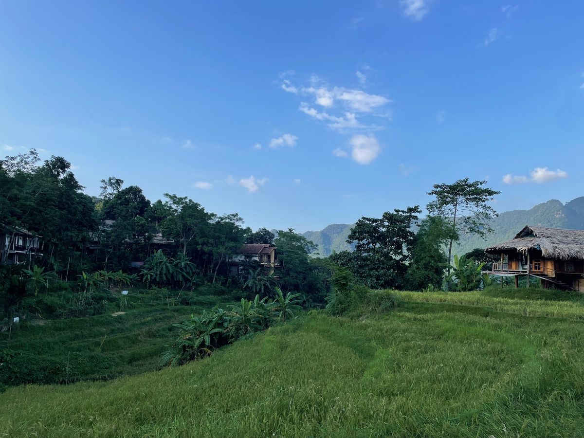 Houten paalwoningen tussen de groene rijstvelden in Pu Luong