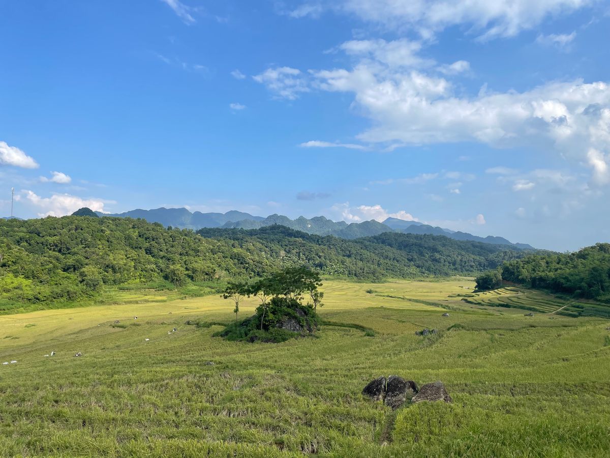 Waterbuffels in een vallei met goudgele rijstvelden in Pu Luong