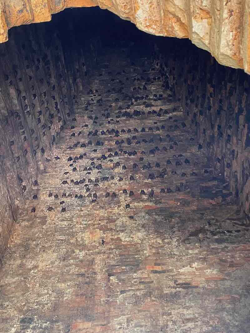 Vleermuizen in de Cham-tempel